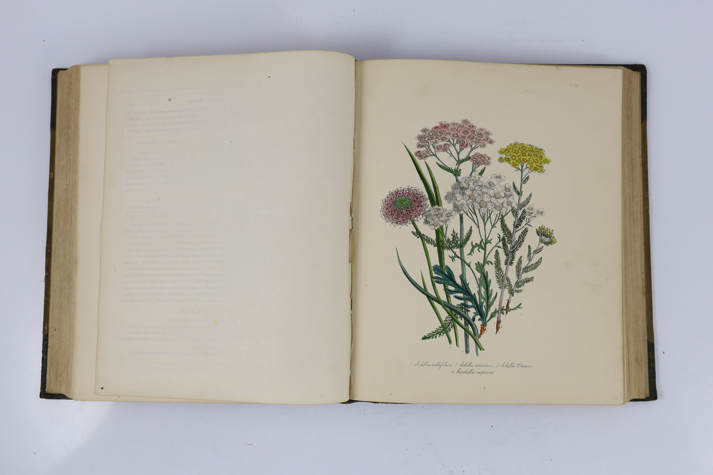 Loudon, Mrs Jane - The Ladies Flower - Garden of Ornamental Perennials. 2nd edition. 90 hand coloured lithographed plates; contemp. green half calf and cloth, gilt ruled spine with maroon label, roy. 4to. (1849)